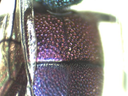 Réf. 315 431 : Chrysura radians